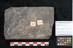 Foto (Objekt + Etikett) von Pecopteris permaeformis Brongniart (NHMW-GEO-2024-0188-10926)